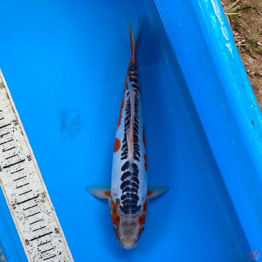 SHUSUI 30cm male
