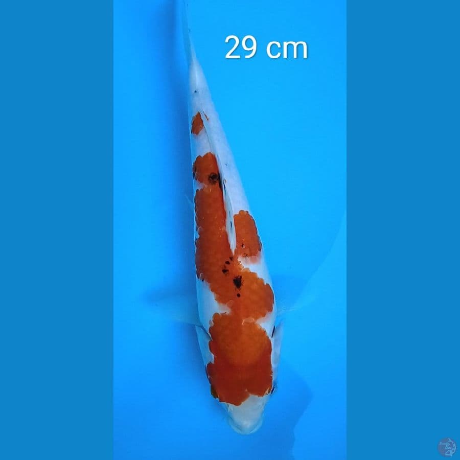 sanke : 29 cm