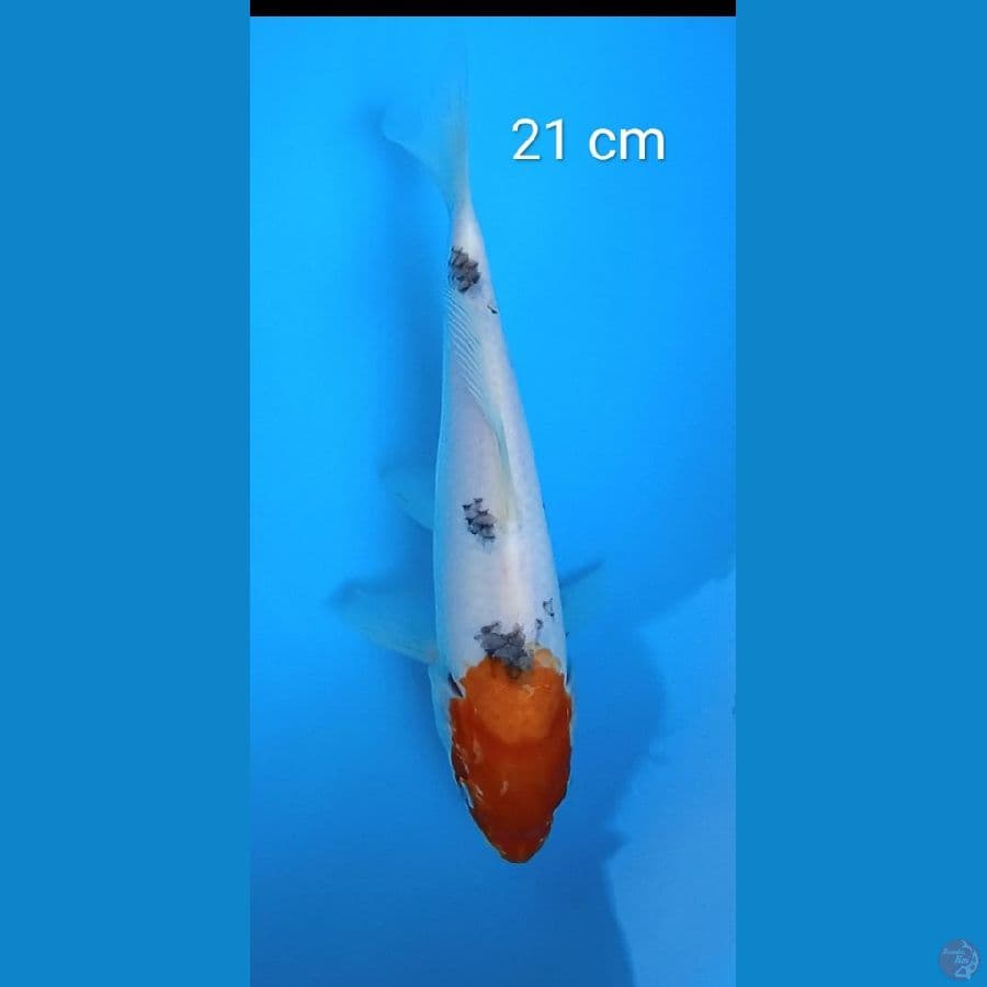 tancho sanke : 21 cm