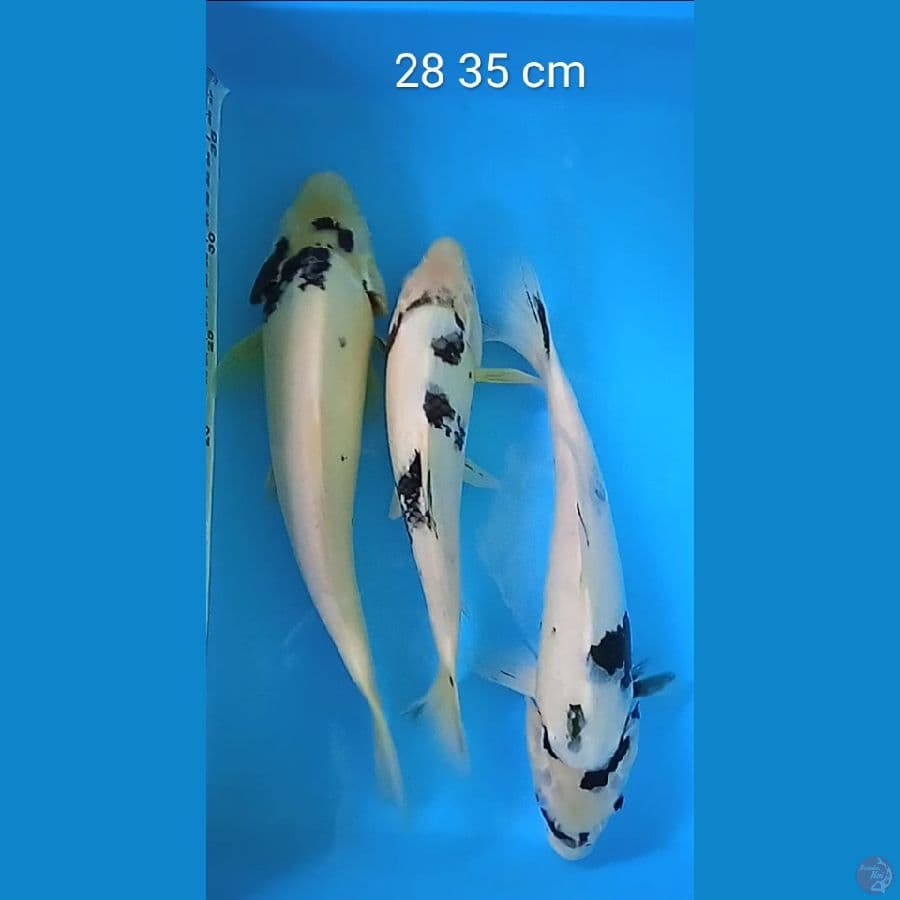 shiro 3 ekor : 28 35 cm