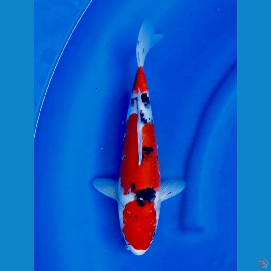 sanke pola ori 32cm ,