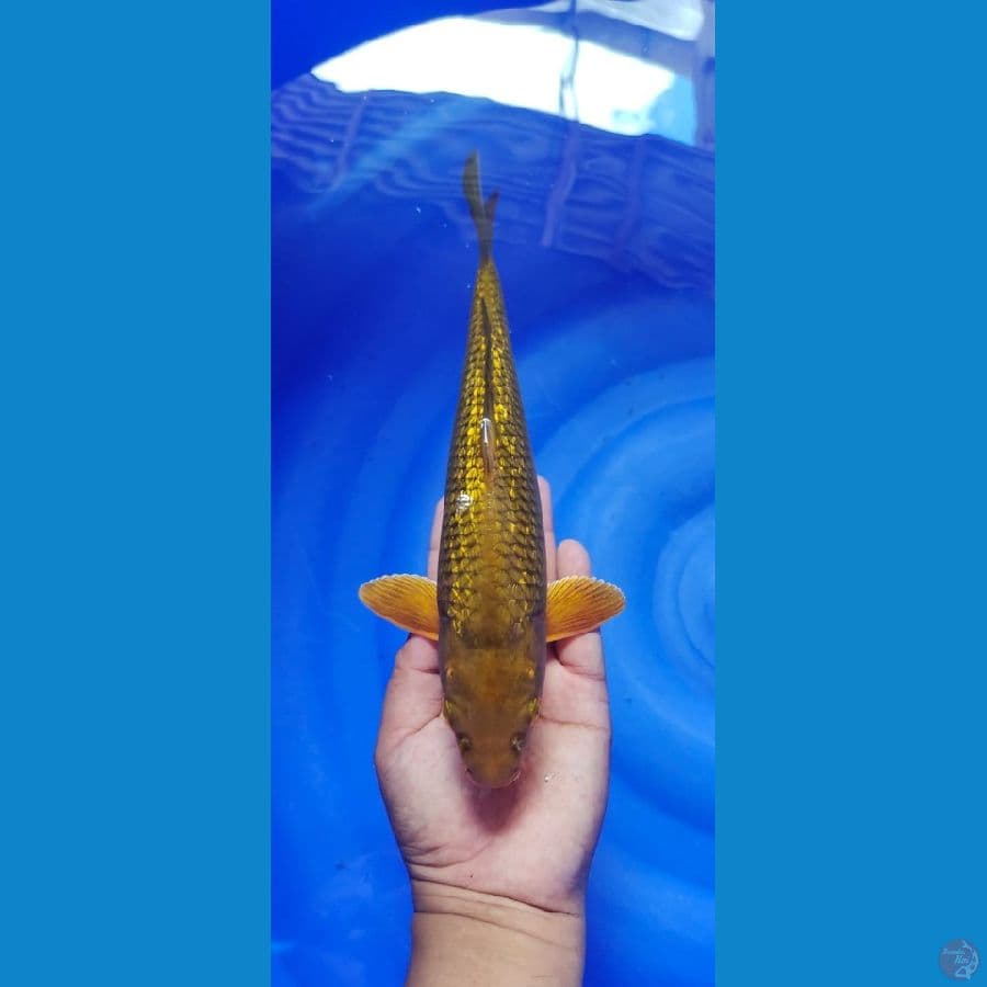 cagoi ginrin male 30cm