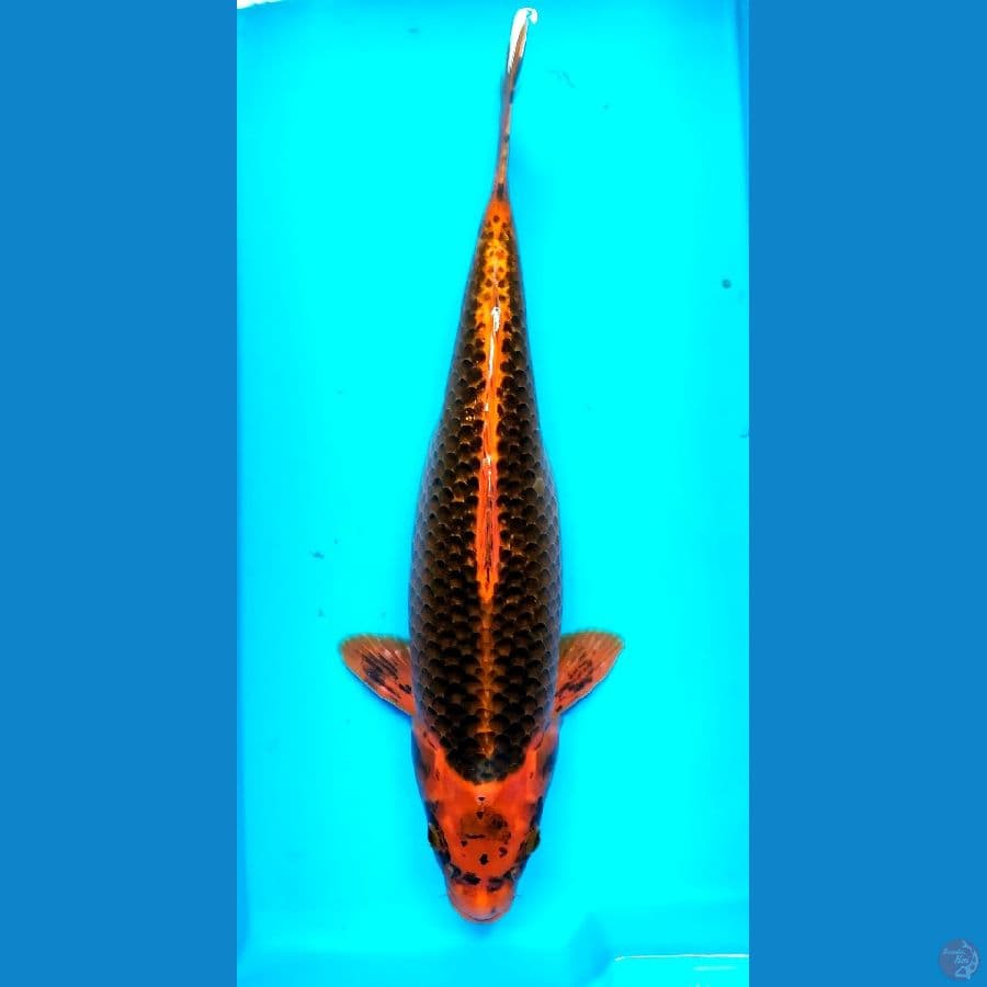 Kin Matsuba 45 cm Female