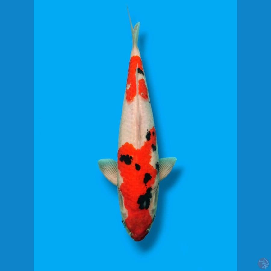 Sanke male 35cm