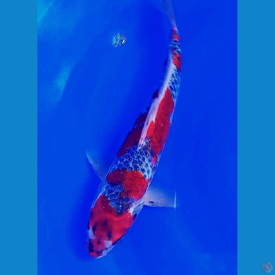 goshiki racing red strong 29 cm