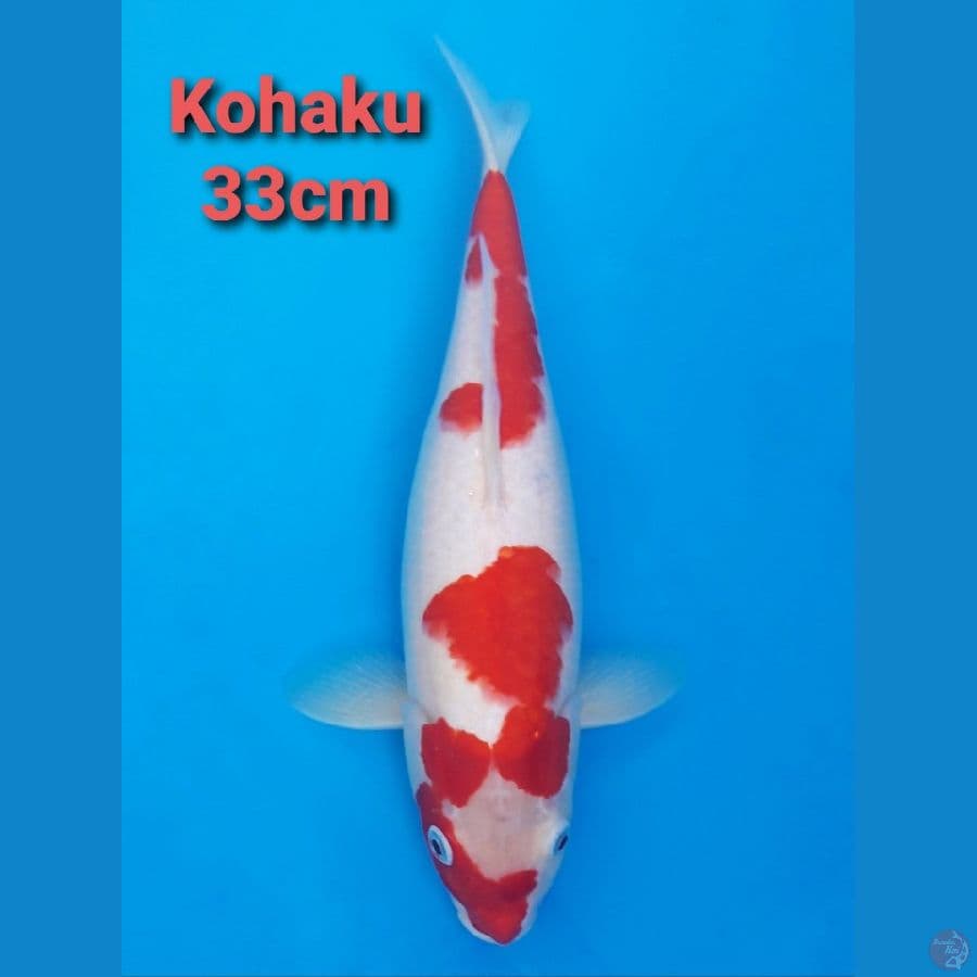 KOHAKU 33CM
