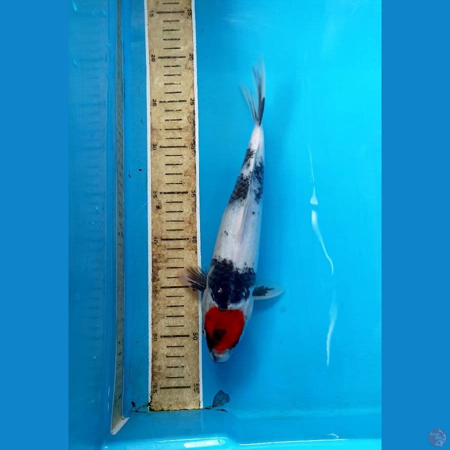 Tancho showa 30cm