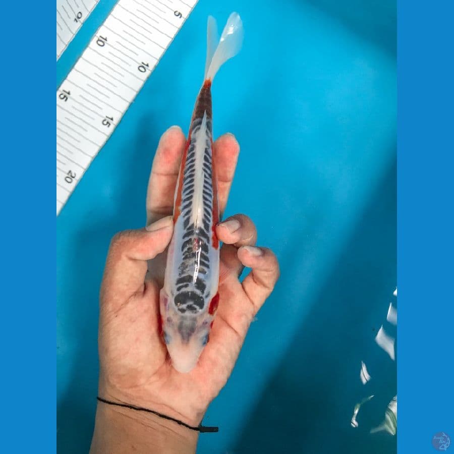 CYPROX - Shusui 21cm