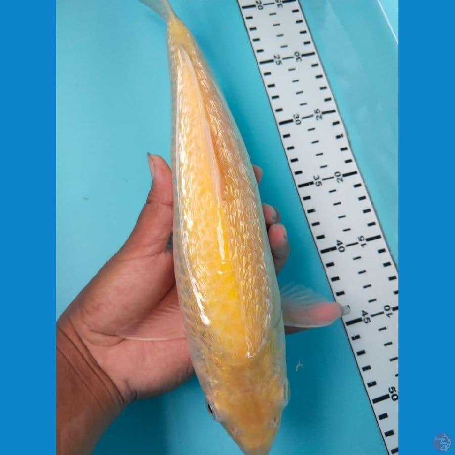 karasi ginrin 31cm