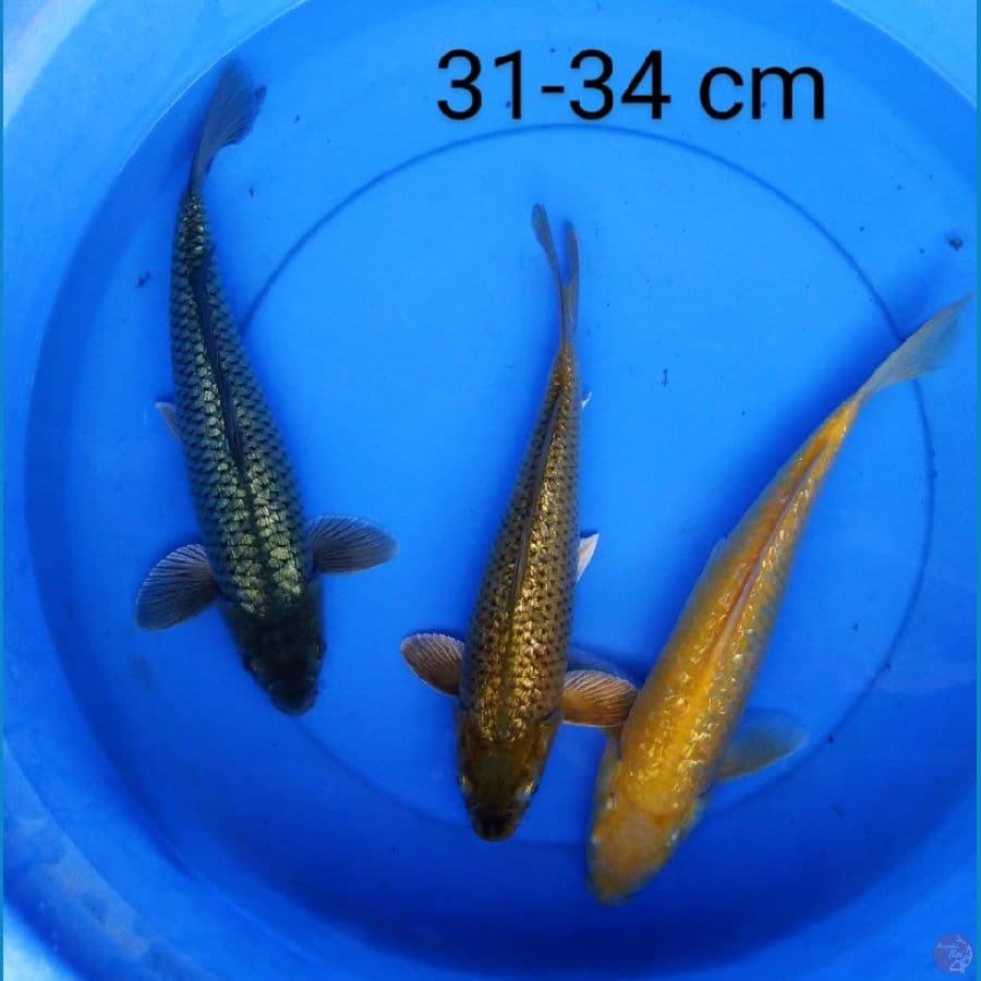 mix ogon ginrin 31-34 cm