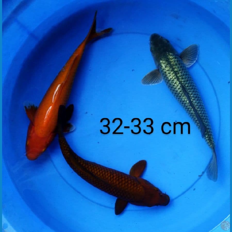 mix ogon 32-33 cm