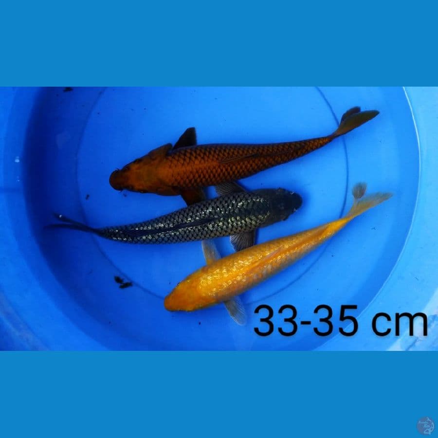 mix 33-35 cm