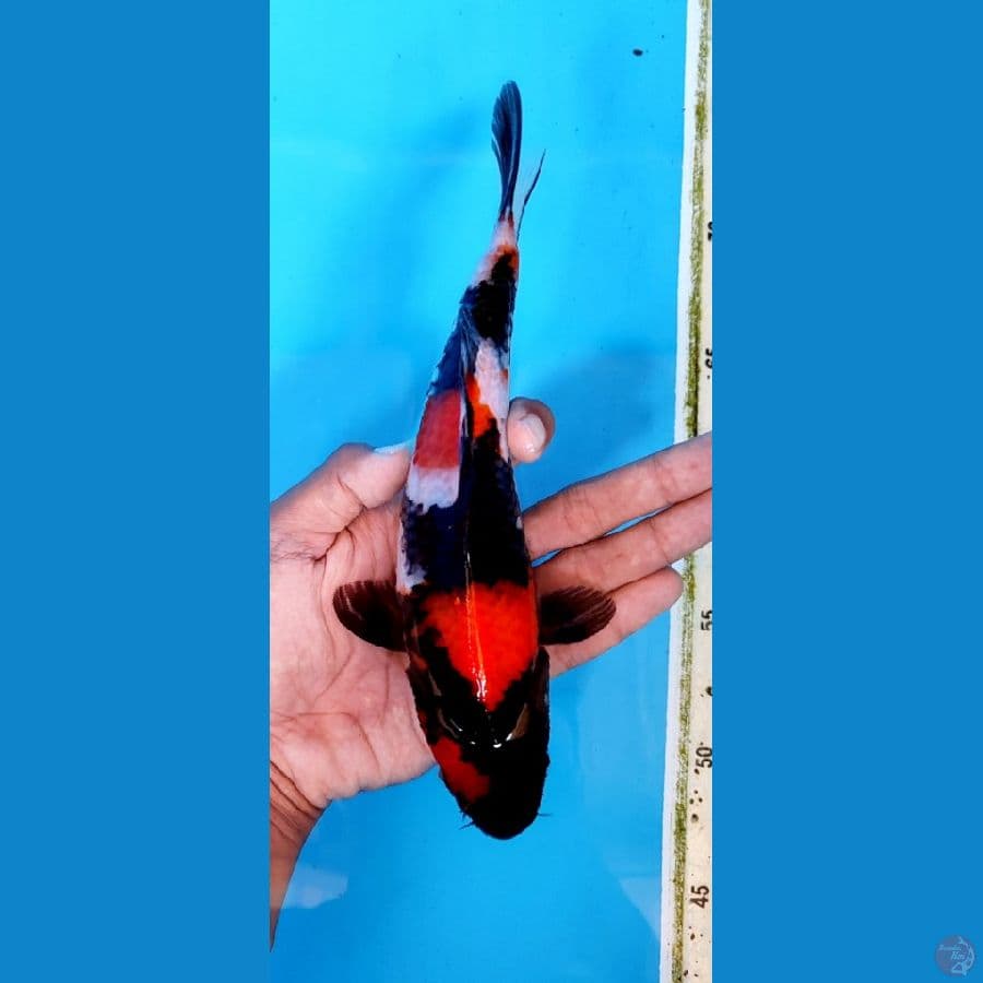 23cm# SHOWA SANSOKU ORIGINAL
