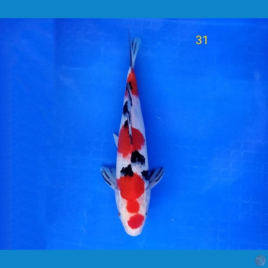 SANKE 31 CM