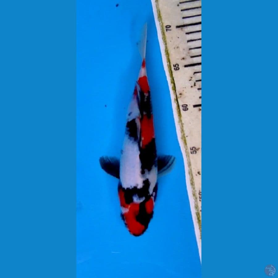 22CM # KINDAI SHOWA ORIGINAL