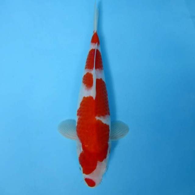 AKAGI A - KOHAKU KUCIBENI