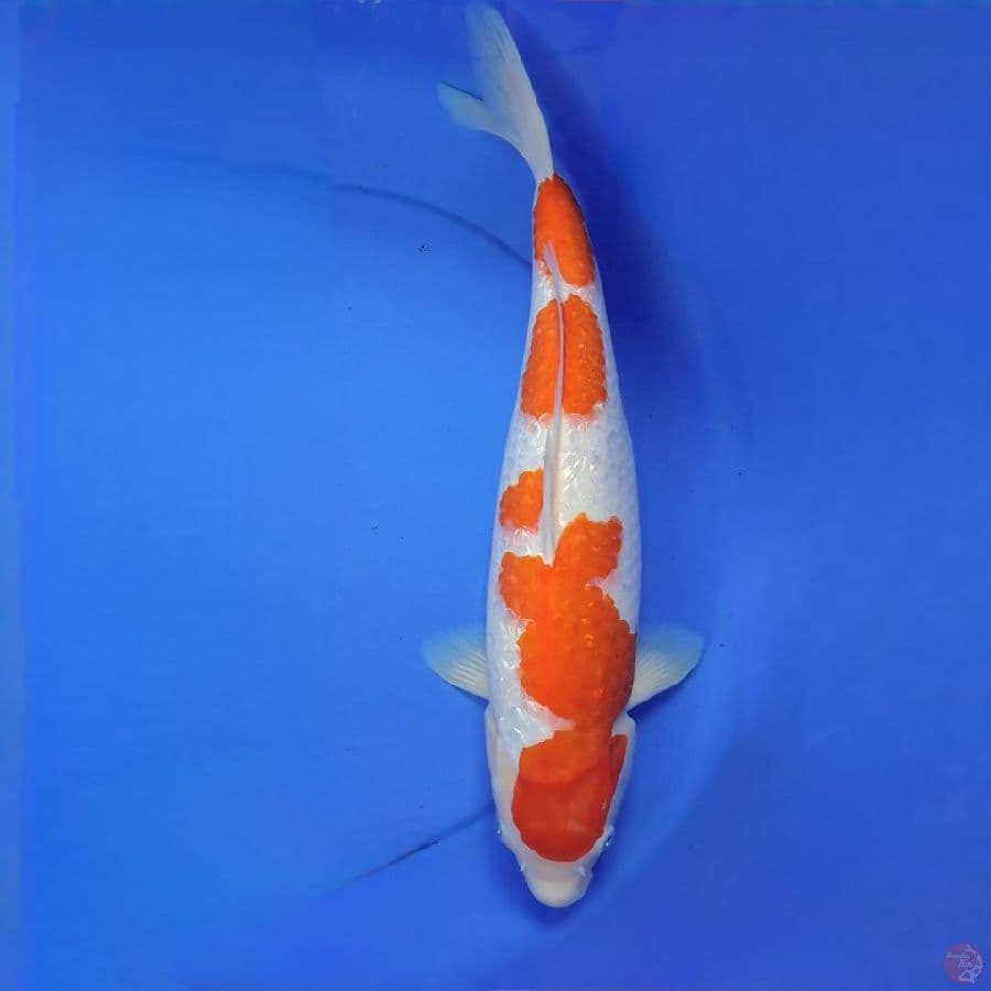 Kohaku ginrin