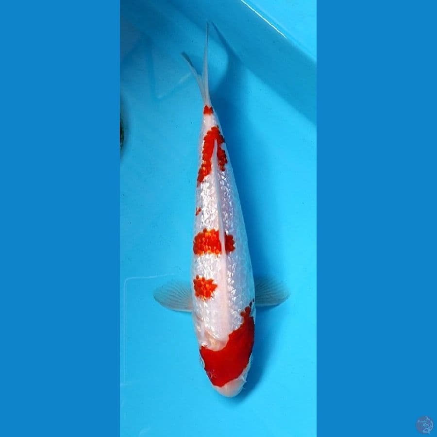 GINDRIN SAKURA KOHAKU #24 CM