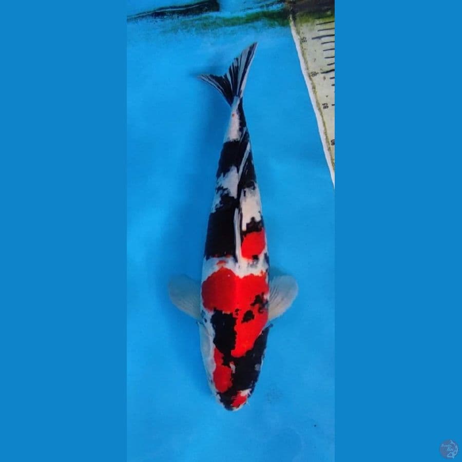 KINDAI SHOWA ORIGINAL #-+45 CM JANTAN