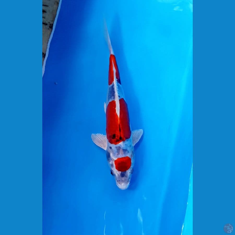 kikokuryu 25cm