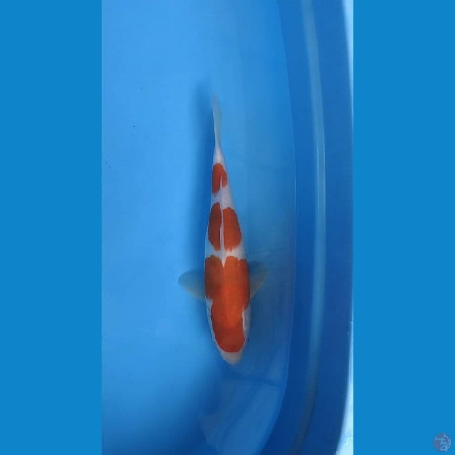 Ai Goromo 34cm