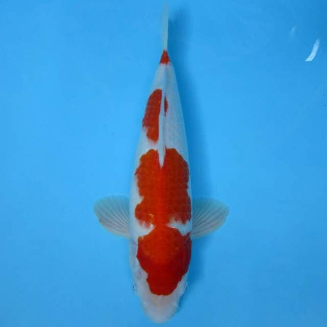 AKAGI C - KOHAKU 4 STEPS
