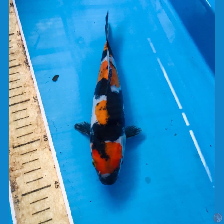 showa doitsu 22cm