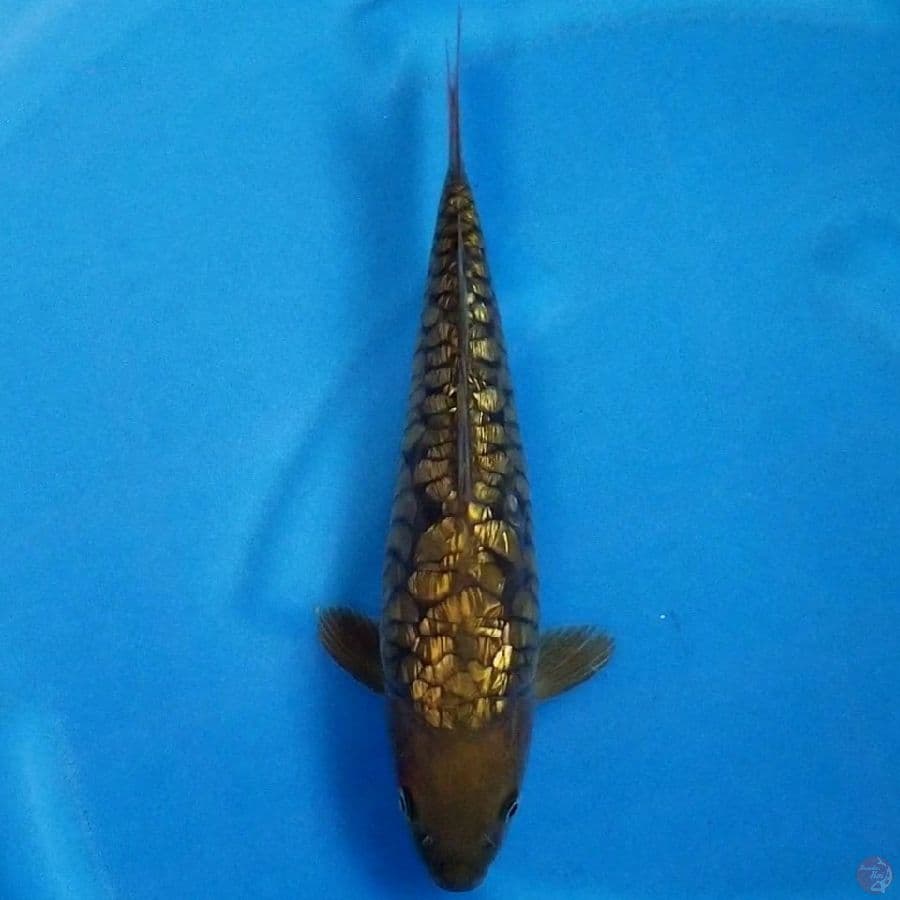 ARAGOKE GINRIN 30 CM MALE