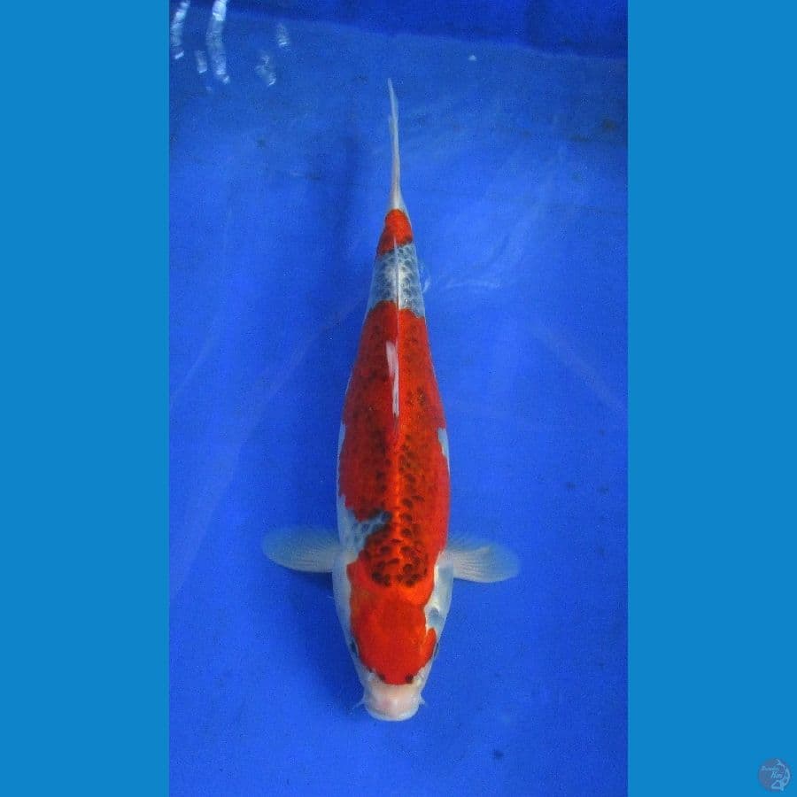 goshiki 35bu