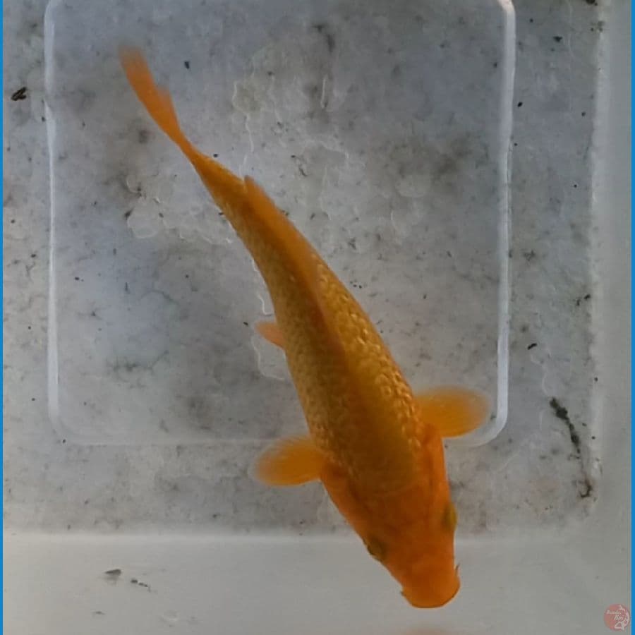 KARAMEL GINRIN// 13 CM