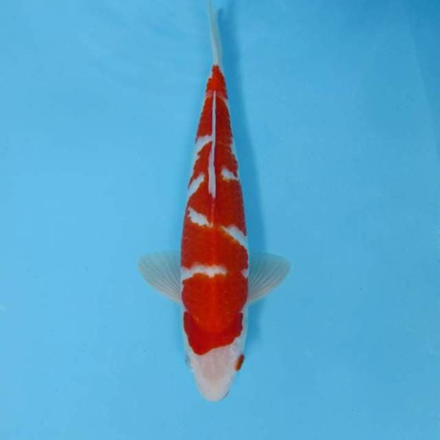 AKAGI F - KOHAKU
