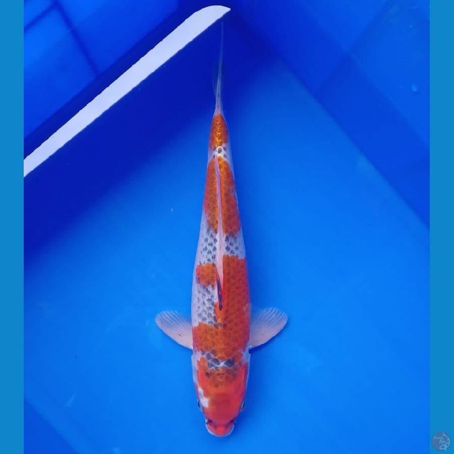 KUJAKU MALE 35CM