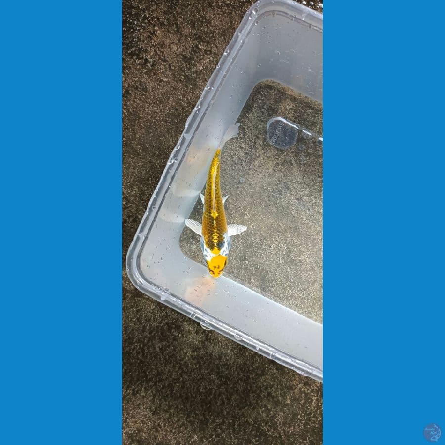 12 cm maruten kujakun