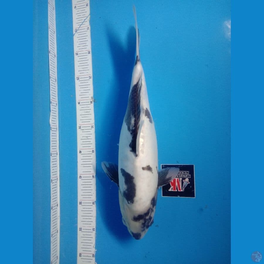 SHIRO DOIT 40CM