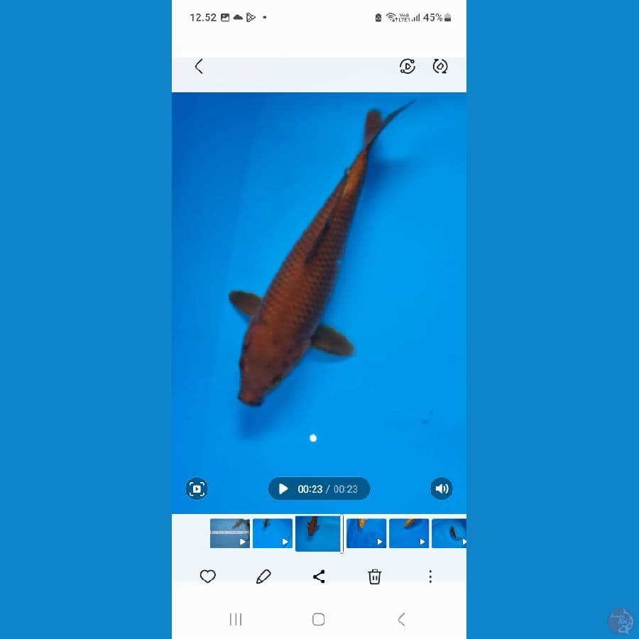 kenz koi
