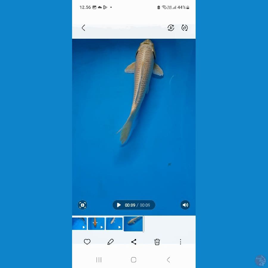 kenzo koi
