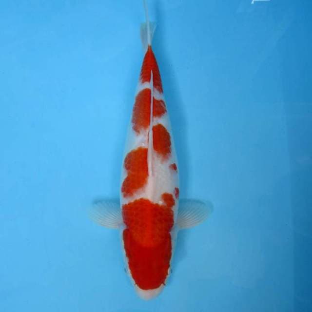 AKAGI I - KOHAKU BULKY