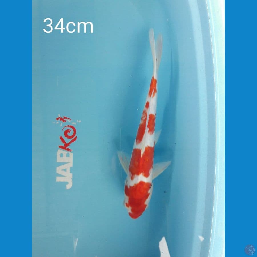 Kohaku aragoke 4step