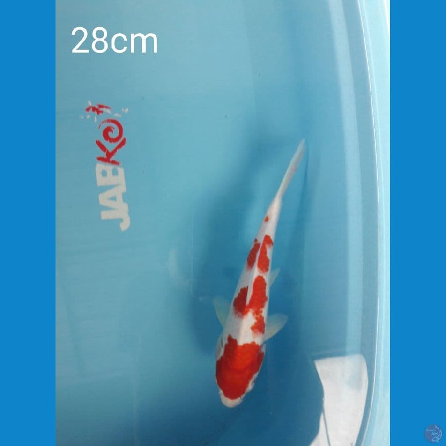 Kohaku 28cm