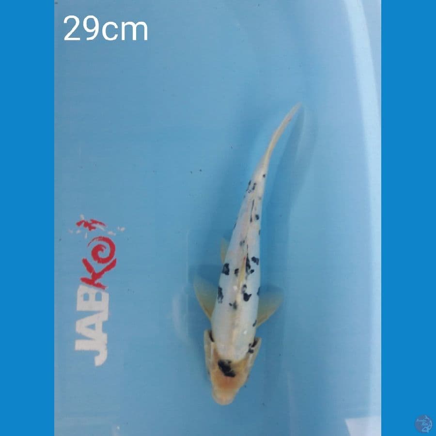 Bekko doit 29cm.
