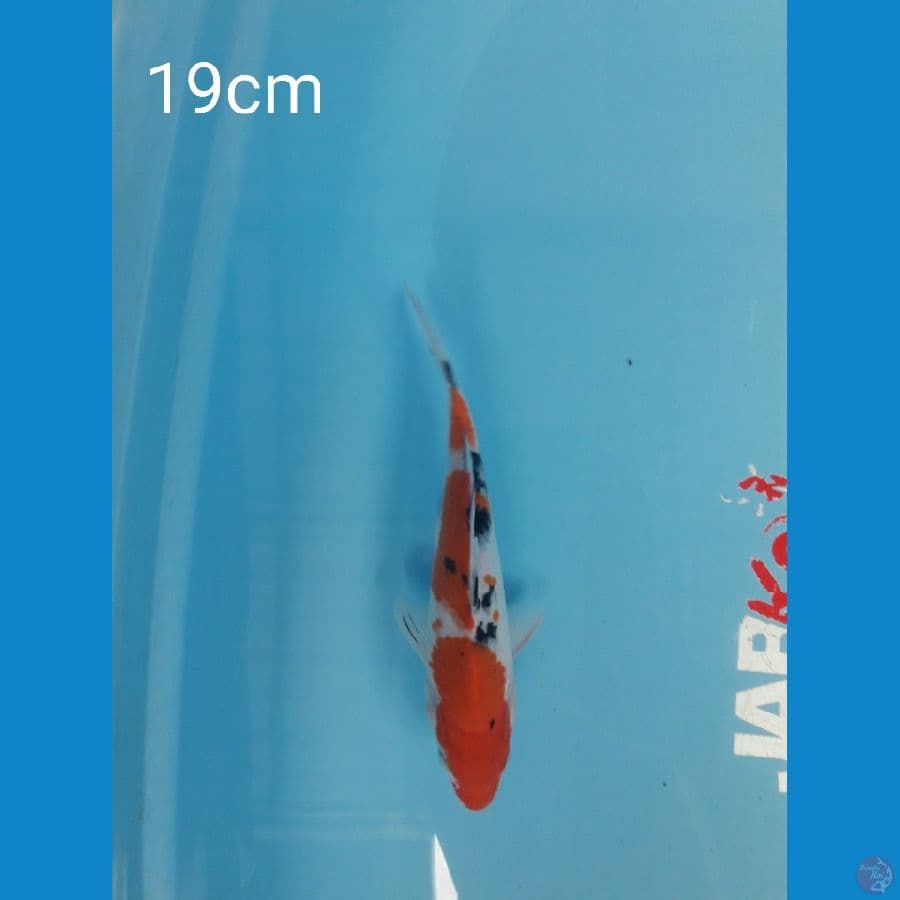 Sanke 19cm
