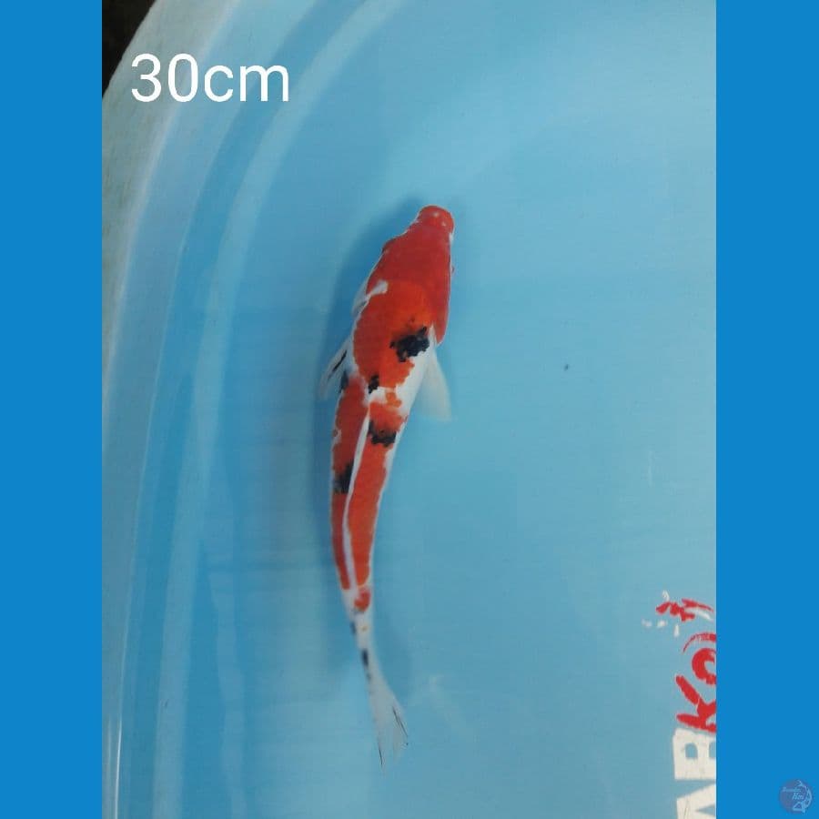 Sanke 30 cm
