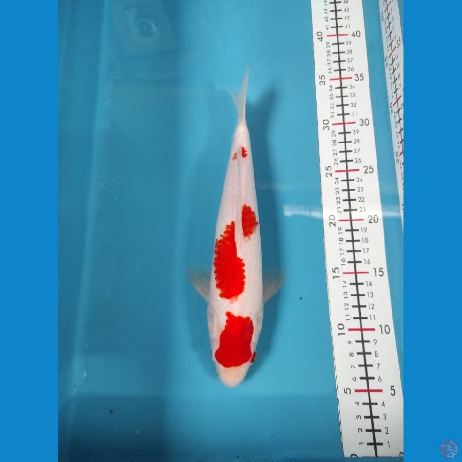 HQ 29cm Male