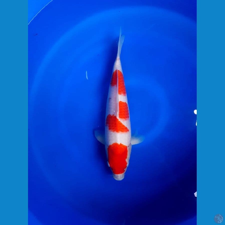 Kuhaku original 39cm merah strong calon jumbo