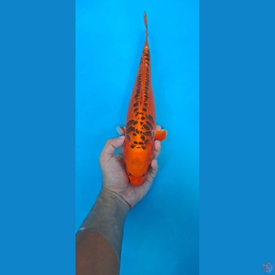 antik 31cm