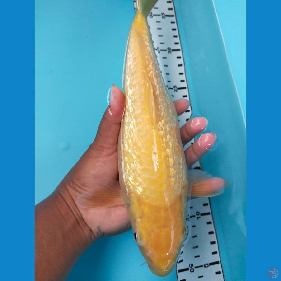 karasi ginrin 30cm
