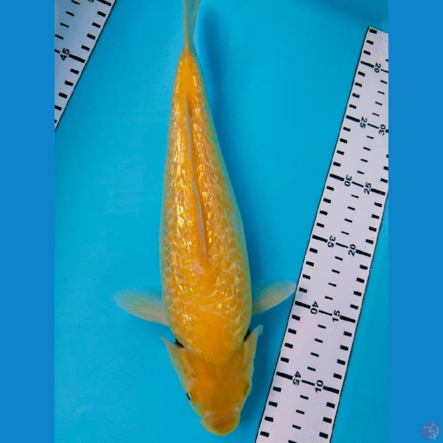 karasi ginrin 31cm