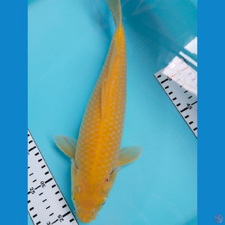 karasi 33cm