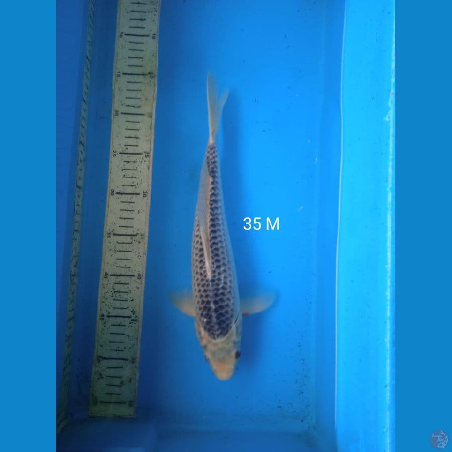 asagi 35cm M