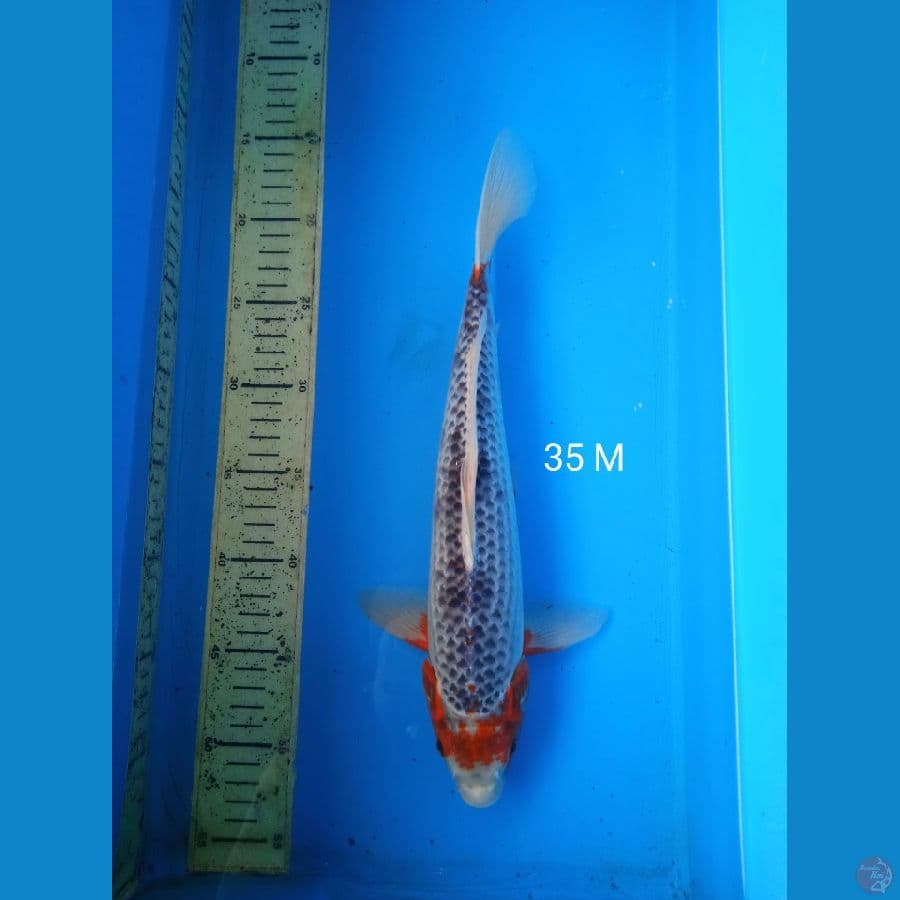 asagi 35cm M